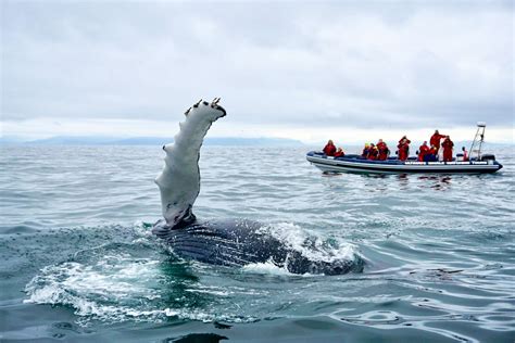 Reykjavík Premium Whale Watching | Hekla.com