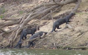 Giant Otter | Habitat, Size & Adaptations | Study.com