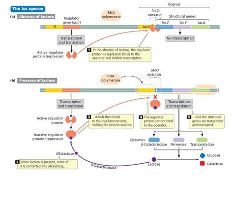 Picture | Biology lessons, Science biology, Teaching biology