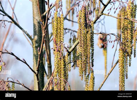 Flowers of black alder Stock Photo - Alamy