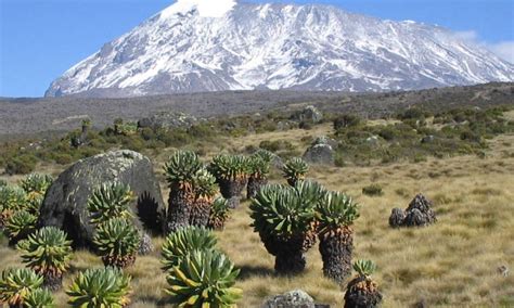 The Snows of Mount Kilimanjaro | Mount Kilimanjaro National Park