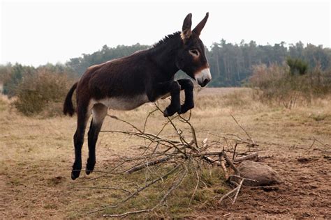 10 Surprising Facts About Donkeys