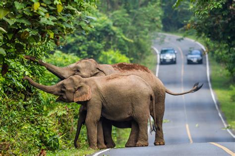 10 Most Remarkable Animals in Thailand