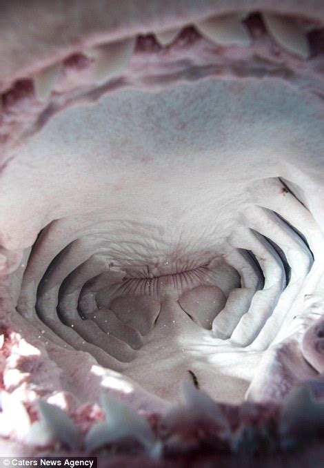 Photographer Adam Hanlon shows what its like to be INSIDE the mouth of a shark | Daily Mail Online