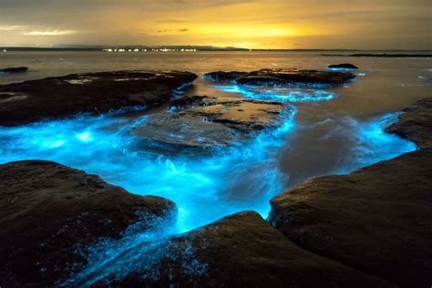 7 Bioluminescent Beaches and Bays Worth Visiting | Oyster