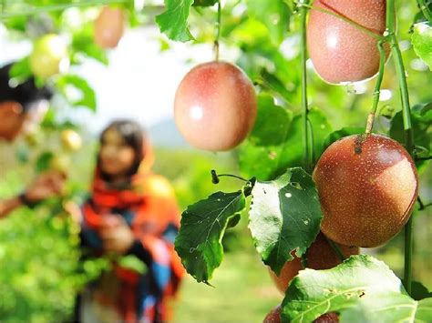 Tropical Fruit Farm Tour from Penang with Fruit Tasting on TourMega - TourMega