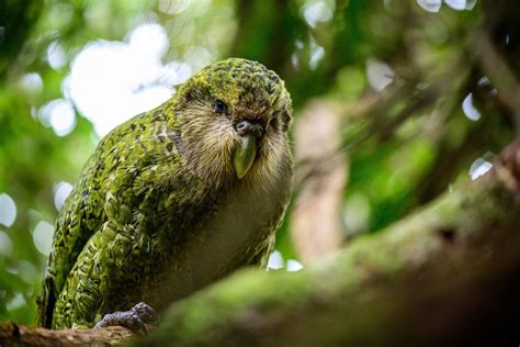 Scientists Sequence Genome of Kakapo Parrot | Genetics | Sci-News.com