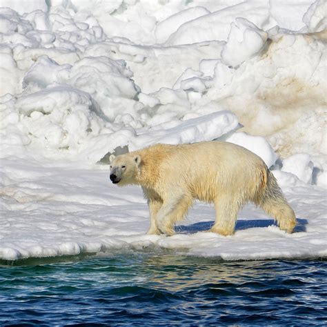 Polar Bear Attack Zoo