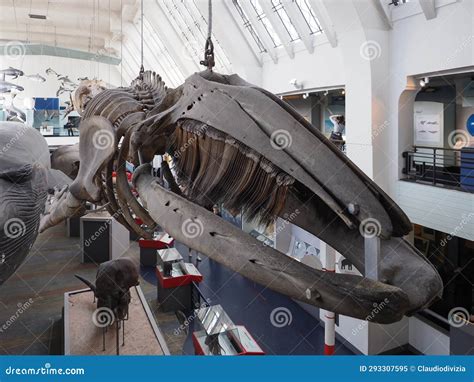 Grey Whale Skeleton at the Natural History Museum in London Editorial Image - Image of kingdom ...