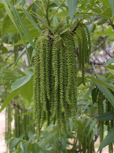 Pecan Pollination Chart - Rock Bridges Trees