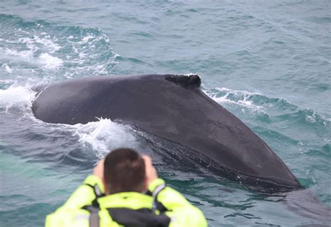 Whale Watching Reykjavik - Whale watching tour in Reykjavik Iceland