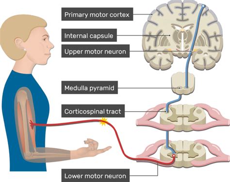 Pyramidal tract: anatomy and interactive diagram | GetBodySmart