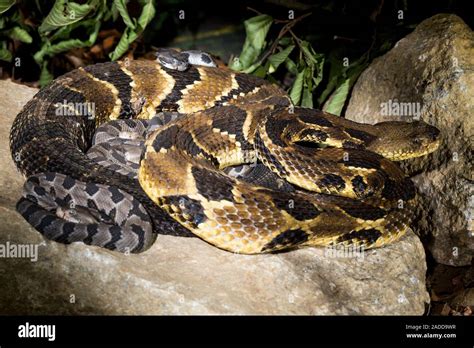 Timber rattlesnake (Crotalus horridus) and young. Female timber rattlesnake with two-day-old ...