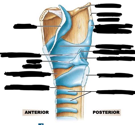 larynx diagram uark test 4 Diagram | Quizlet