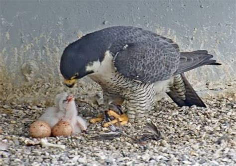 Falcon Images: Peregrine Falcon Nesting Season Uk