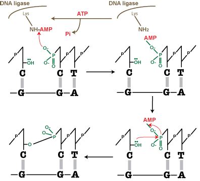 DNA Ligation: 6 easy tips to improve your reactions