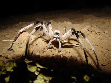 New Spider Species Discovered | Newswise: News for Journalists