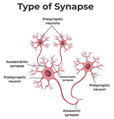 Synaptic Cleft Diagram