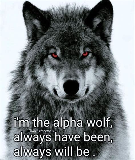 Pin by Joyce Ennis on Poster animal quotes | Wolf meme, Alpha wolf, Wolf