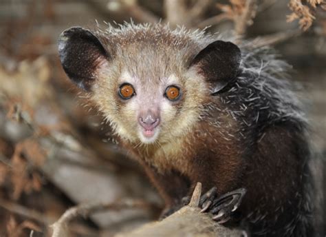 Aye-Aye | Duke Lemur Center