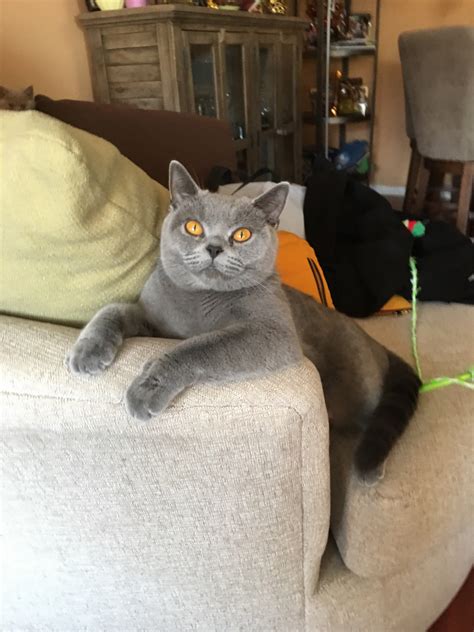 British Shorthair Cats For Sale | Philadelphia, PA #281606