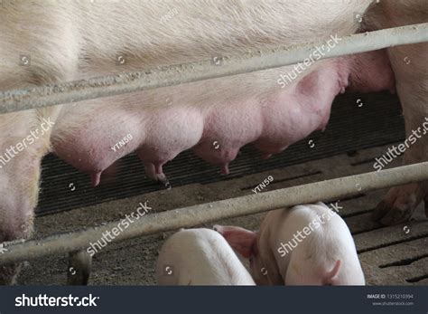 Happy Pig Modern Farm Stock Photo 1315210394 | Shutterstock