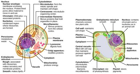 Eukaryotic Cells | Biology I