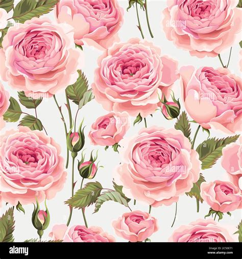 English roses seamless Stock Vector Image & Art - Alamy