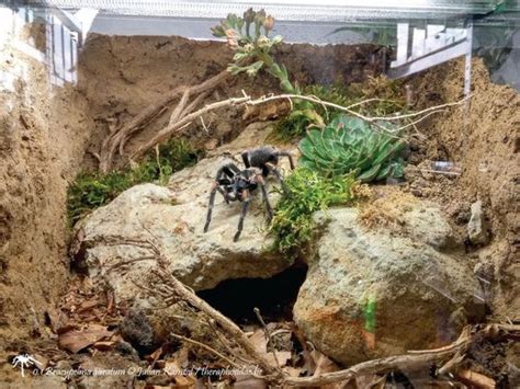 Tarantula Habitat: 20+ Awesome Tarantula Enclosures To Inspire You (IMAGES) - Tarantula Heaven