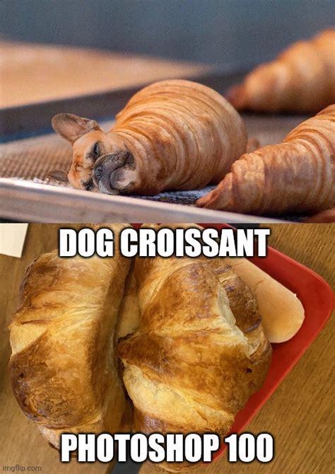 dogs croissant Memes & GIFs - Imgflip