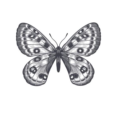 Butterfly isolated on white background. Vector 21633821 Vector Art at Vecteezy