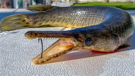 Florida Gar Fish - Profile | Size | Aquarium | Care | Lifespan - SeaFish