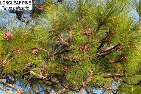 Red Pine Tree Seeds - Mbi Garden Plant