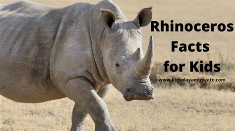 Interesting Rhinoceros Facts For Kids | Kids Play And Create