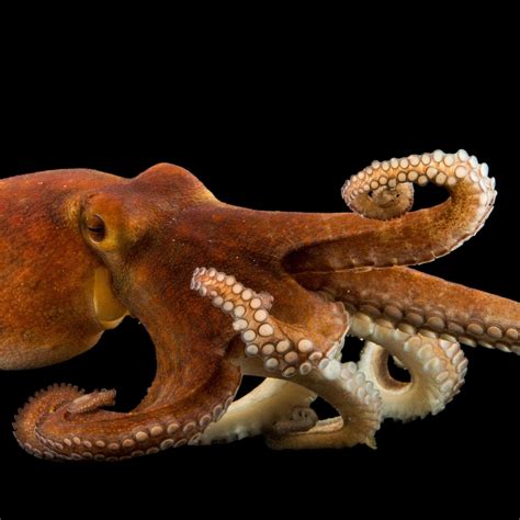 Common Octopus | National Geographic