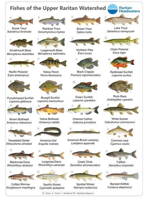 Fishes of the Upper Raritan - Raritan Headwaters