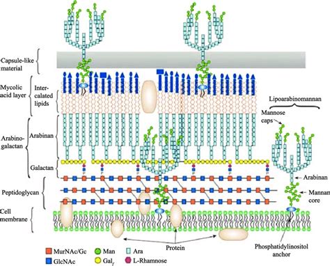 Schematic representation of M. tuberculosis cell envelope. [Adapted ...