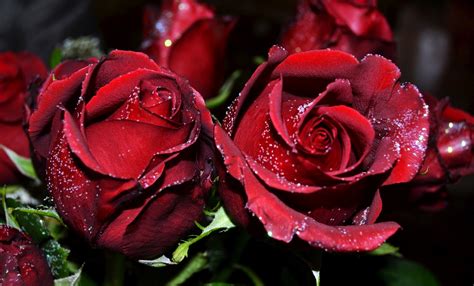 The Best 10 Red Rose Flowers Image Download Wallpaper Hd - Kratos Wallpaper