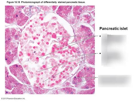 pancreas histology Diagram | Quizlet