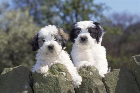 Polish Lowland Sheepdog Dog Breed Information, Images, Characteristics ...