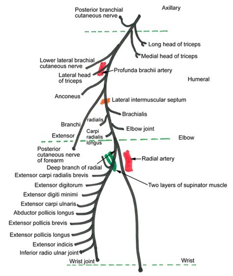 Image Result For Radial Nerve Innervation Median Nerve Ulnar Nerve ...