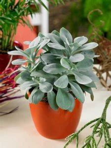 19 Best Senecio Varieties | Types of Senecios | Balcony Garden Web