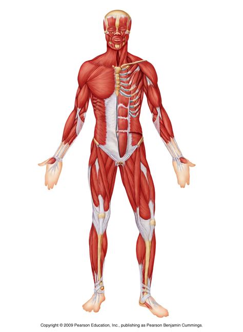 Posterior Muscles Unlabeled Muscular System Muscle Anatomy Anatomy ...