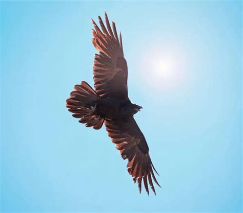 Raven flying Images - Search Images on Everypixel