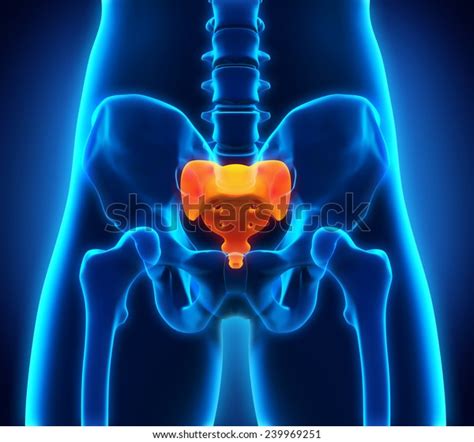 Sacrum Bone Anatomy Stock Illustration 239969251