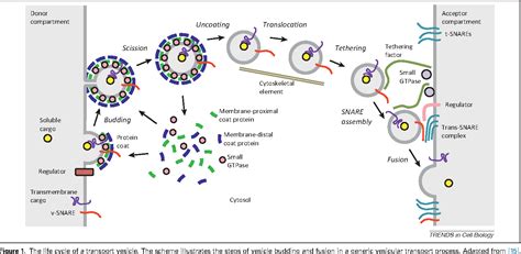 [PDF] Vesicular transport earns a Nobel. | Semantic Scholar