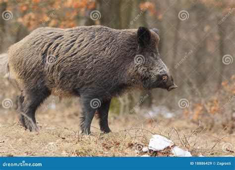 Wild Boar With Tusks 2. Royalty Free Stock Images - Image: 18886429