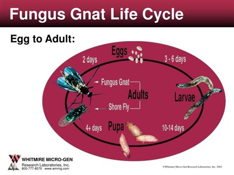 PPT - Aphid Life Cycle PowerPoint Presentation - ID:4177688