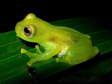 Glass Tree Frog