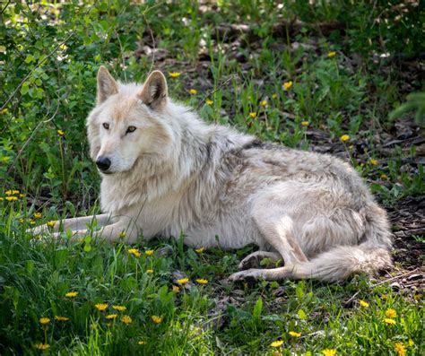 Wolf Dog Temperament: Debunking The Myths | Living Tiny With A Wolf